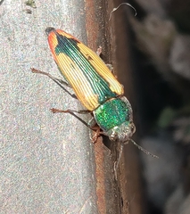 Buprestis viridisuturalis