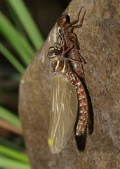 Austroaeschna inermis