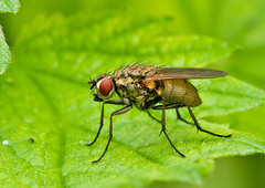 Hydrophoria lancifer