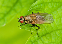 Hydrophoria lancifer