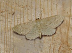 Idaea rufaria