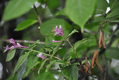 Lonicera acuminata