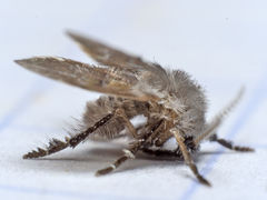 Clogmia albipunctata