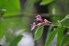 Lonicera acuminata