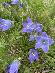 Campanula tridentata biebersteiniana
