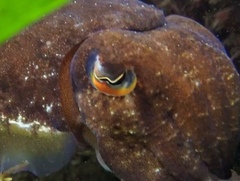 Sepia mestus