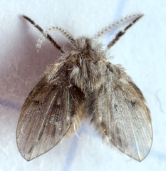 Clogmia albipunctata