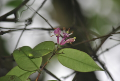Lonicera acuminata