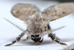 Clogmia albipunctata