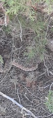 Daboia mauritanica