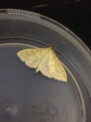 Paratalanta hyalinalis