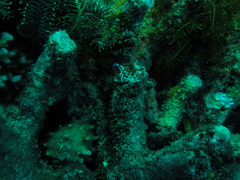 Thuridilla lineolata