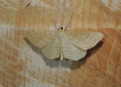 Idaea rufaria
