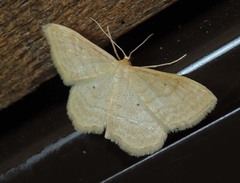 Idaea rufaria