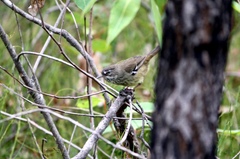 Sericornis maculatus