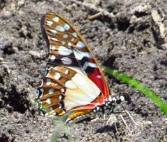 Graphium angolanus angolanus