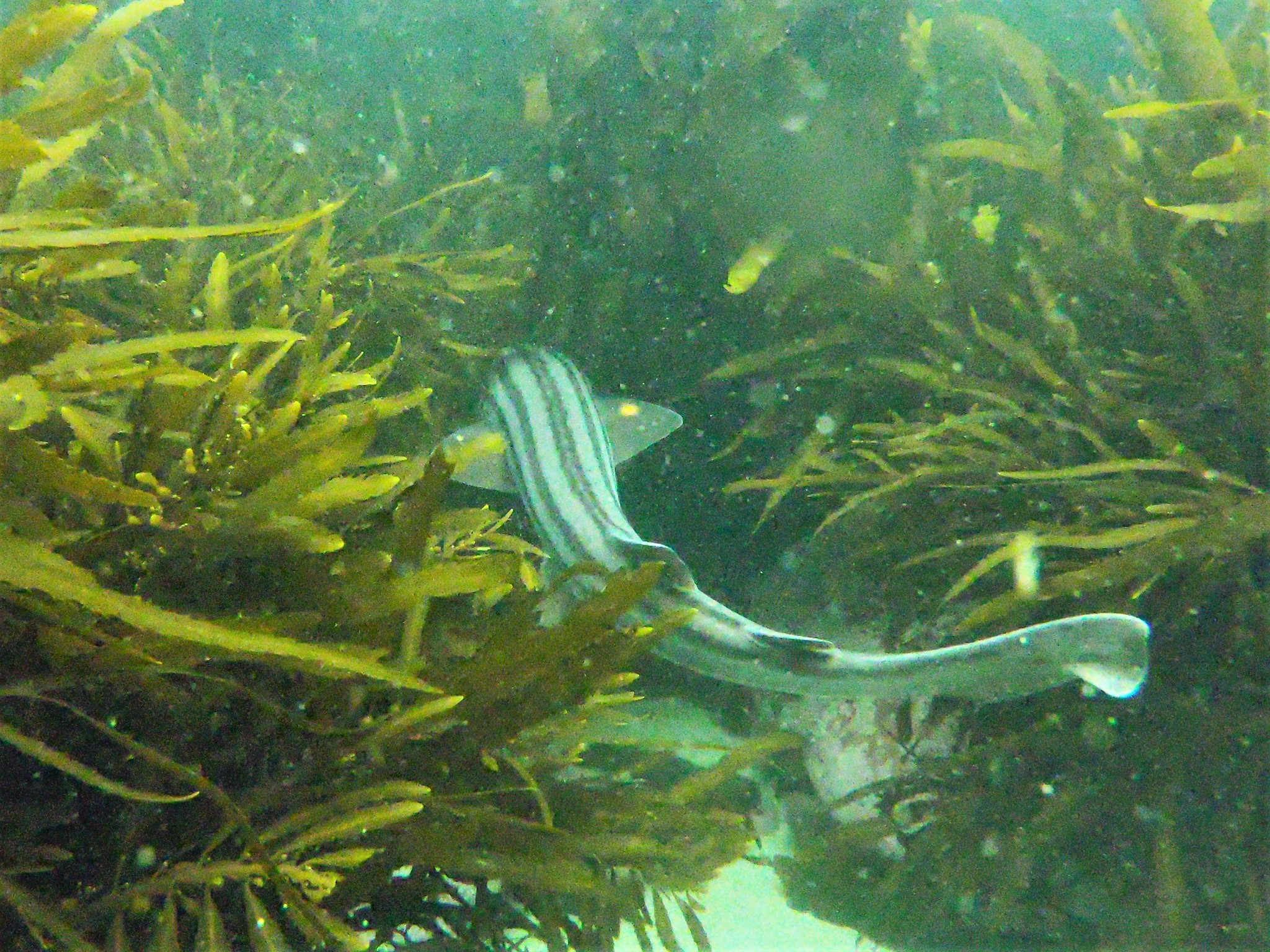Species image