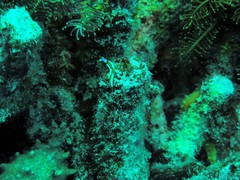 Thuridilla lineolata