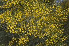 Acacia burbidgeae