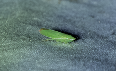 Memnonia flavida