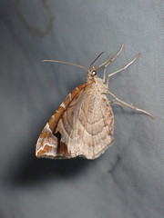 Eulithis molliculata