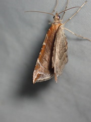 Eulithis molliculata