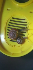 Gastropoda