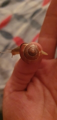 Gastropoda