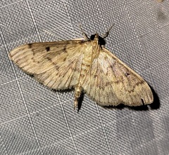 Herpetogramma fluctuosalis