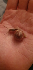 Gastropoda
