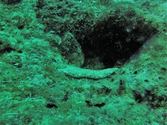 Plakobranchus ocellatus