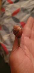 Gastropoda