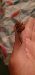 Gastropoda
