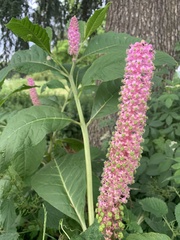 Phytolacca polyandra