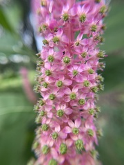 Phytolacca polyandra