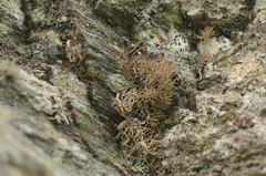 Roccella phycopsis