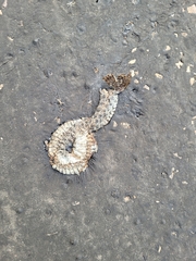 Heterodon
