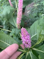 Phytolacca polyandra