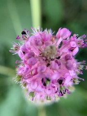 Phytolacca polyandra