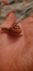 Gastropoda