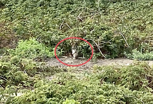 iNaturalist observation photo of California Ground Squirrel