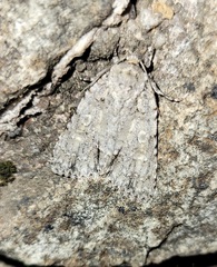 Acronicta immodica