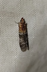 Moodna pallidostrinella