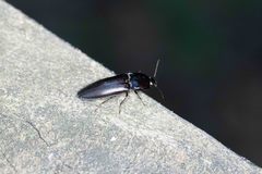 Melanactes