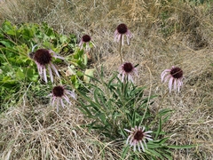 Echinacea angustifolia