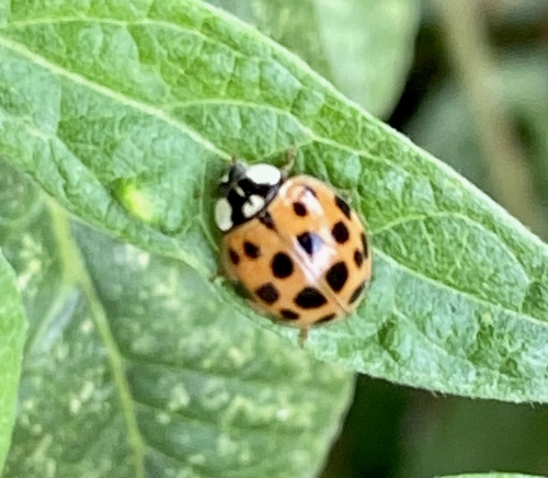 iNaturalist observation photo of Asian Lady Beetle