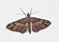 Gymnoscelis rufifasciata