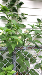 Phytolacca americana