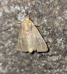 Sideridis congermana