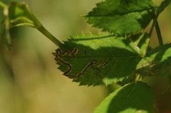 Stigmella anomalella